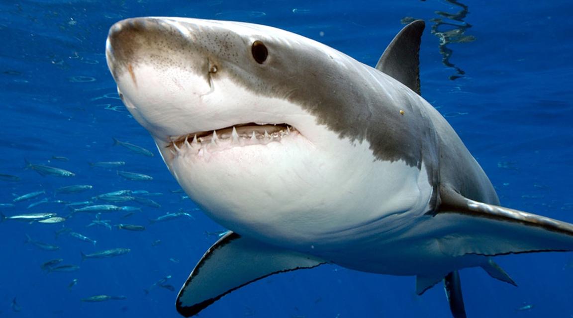 Le nombre de requins tués chaque année augmente à un rythme alarmant malgré  les réglementations, selon une étude