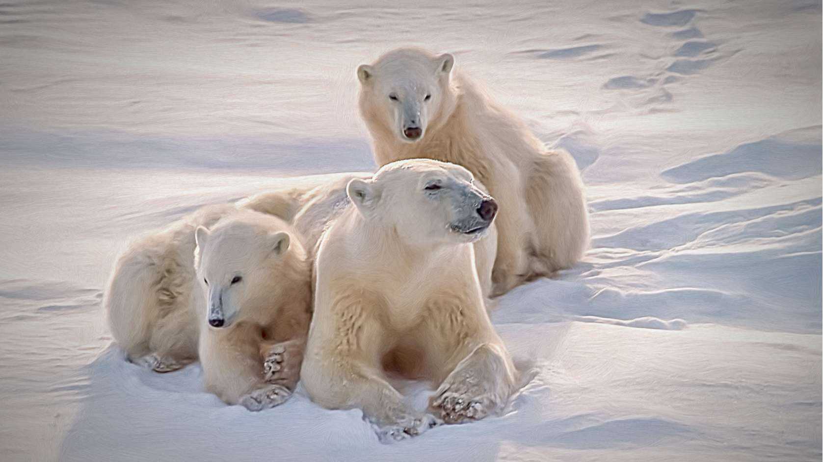 Dernières nouvelles de l'ours polaire (Latest news on polar bears